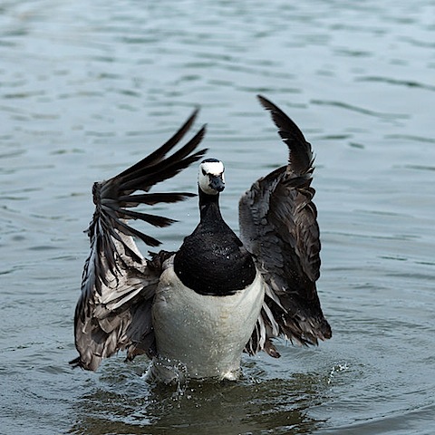 image from The Surprising Belief That Geese Grow On Trees